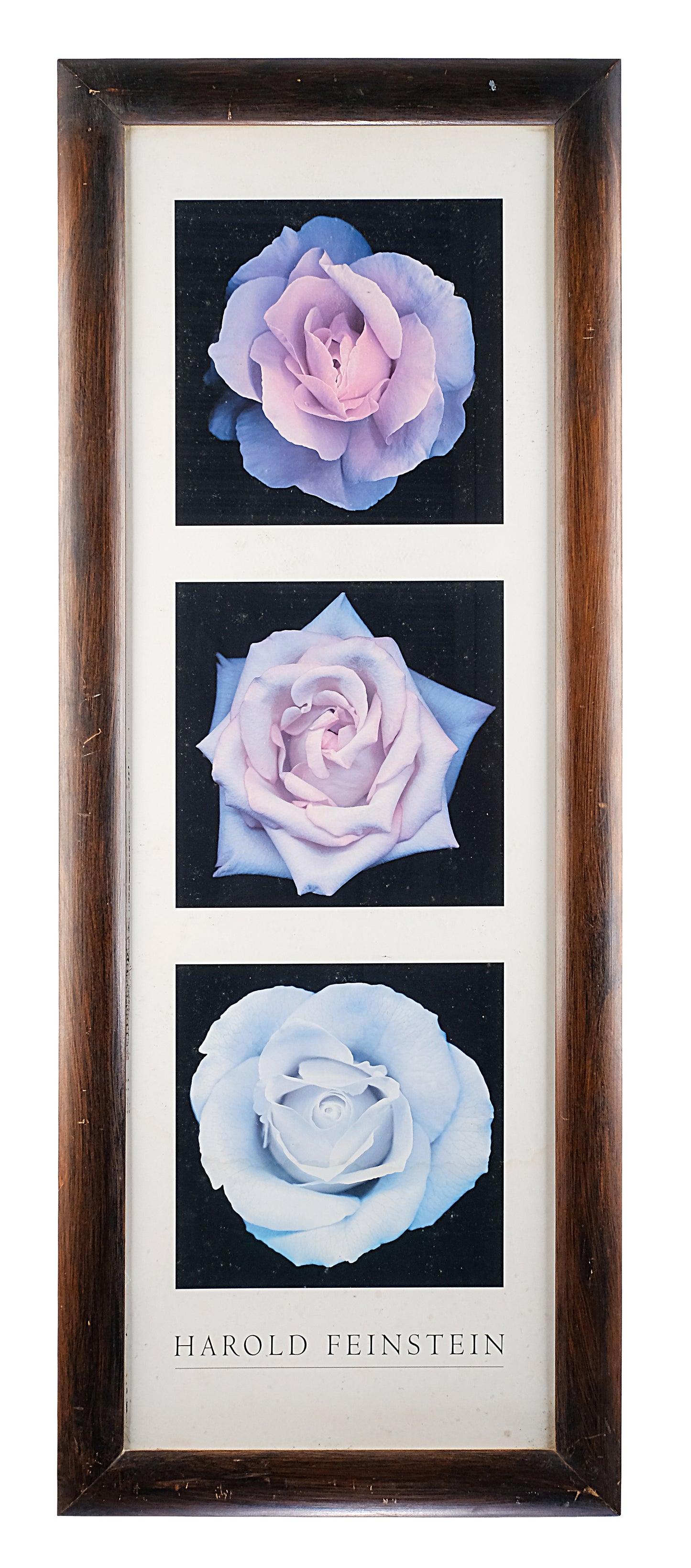 TREE ROSES