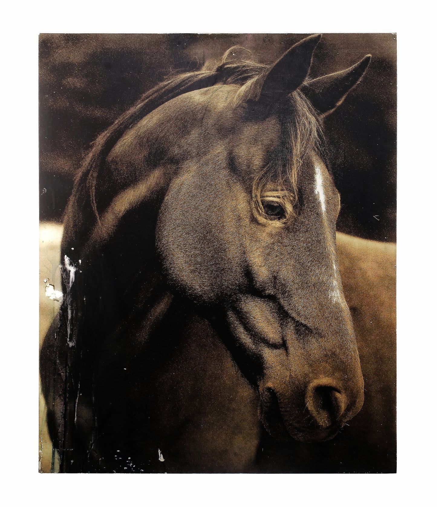 WONDERING HORSE HEAD