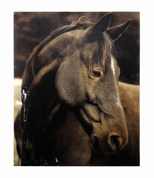 WONDERING HORSE HEAD