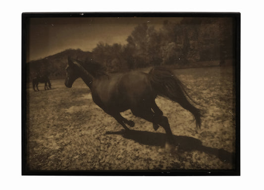 RUNNING BLACK DALE HORSE II