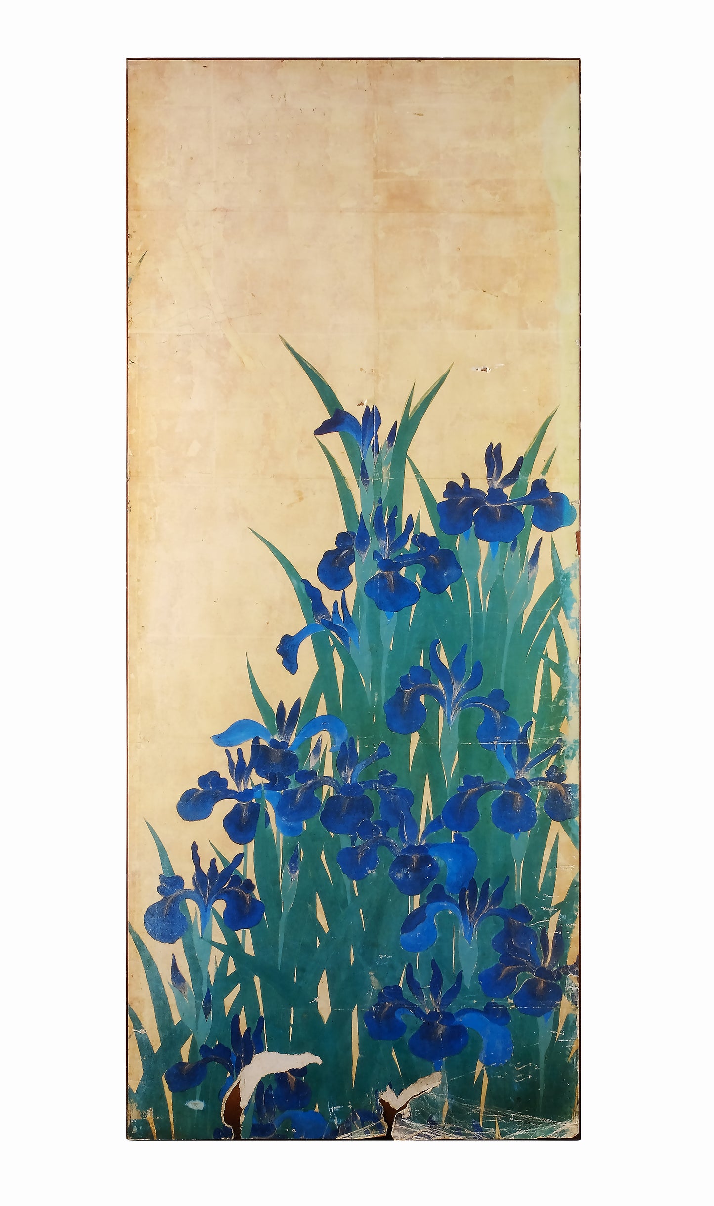 IRISES FLOWER MIDDLE