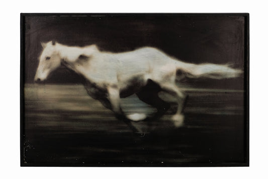 RUNNING WHITE LIPIZZANER HORSE I